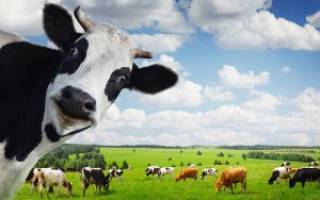 История болезни лечение вульвита у коровы