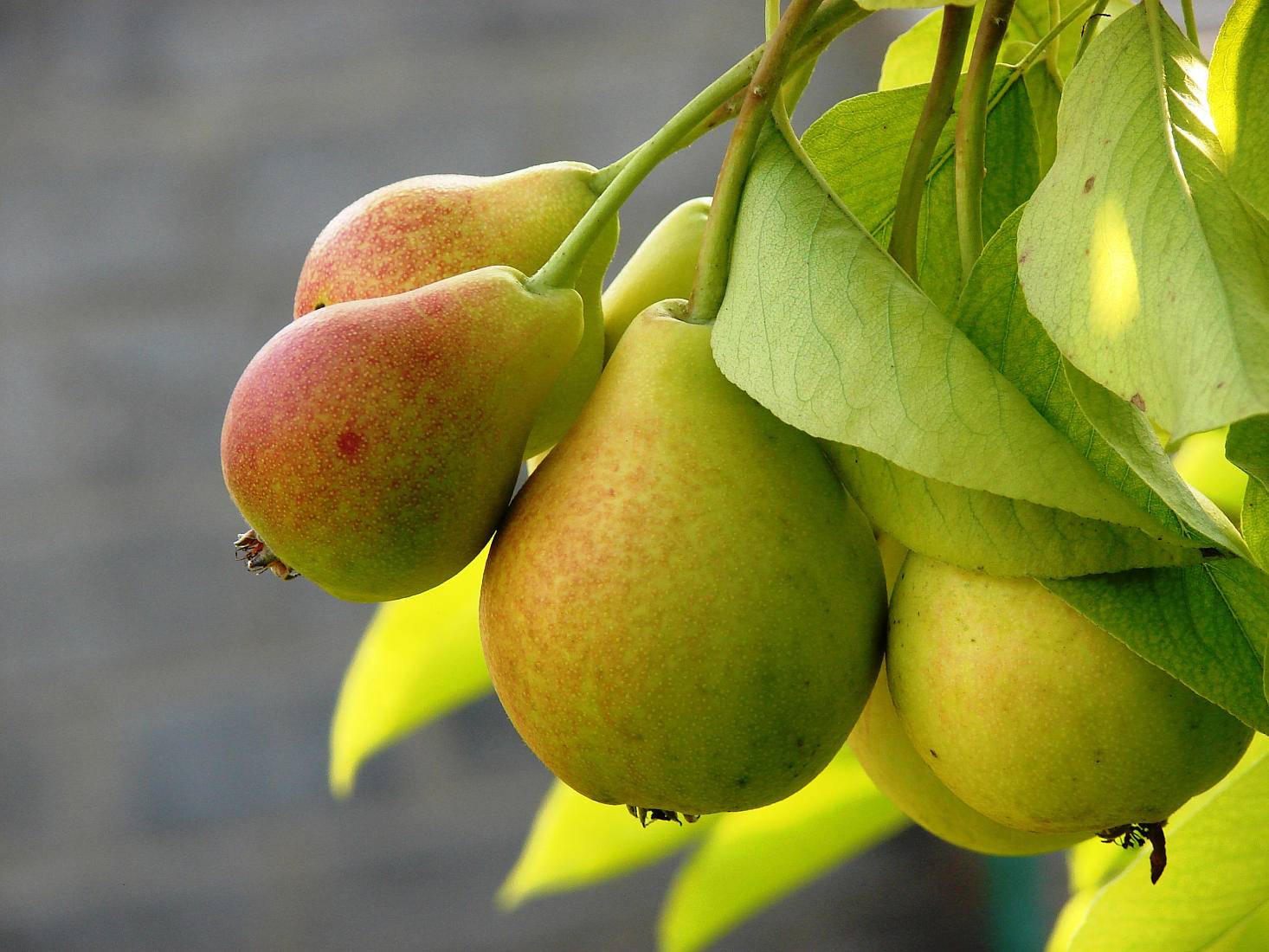 Груша память жегалова: выращиваем сорт с ароматными плодами - общая информация - 2020