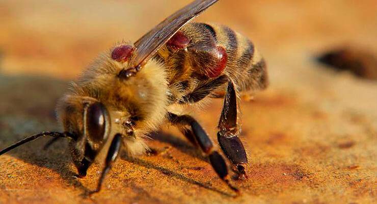 Осенняя ревизия пчелосемей, цель и задачи.