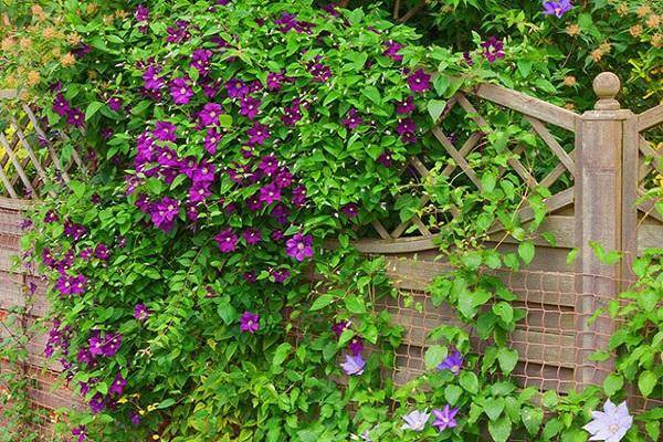 Как выглядит клематис пурпуреа плена элеганс: выращивание цветка