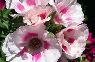 Цветок годеция — выращивание из семян в домашних условиях