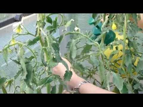 Применение эпина для рассады помидор
