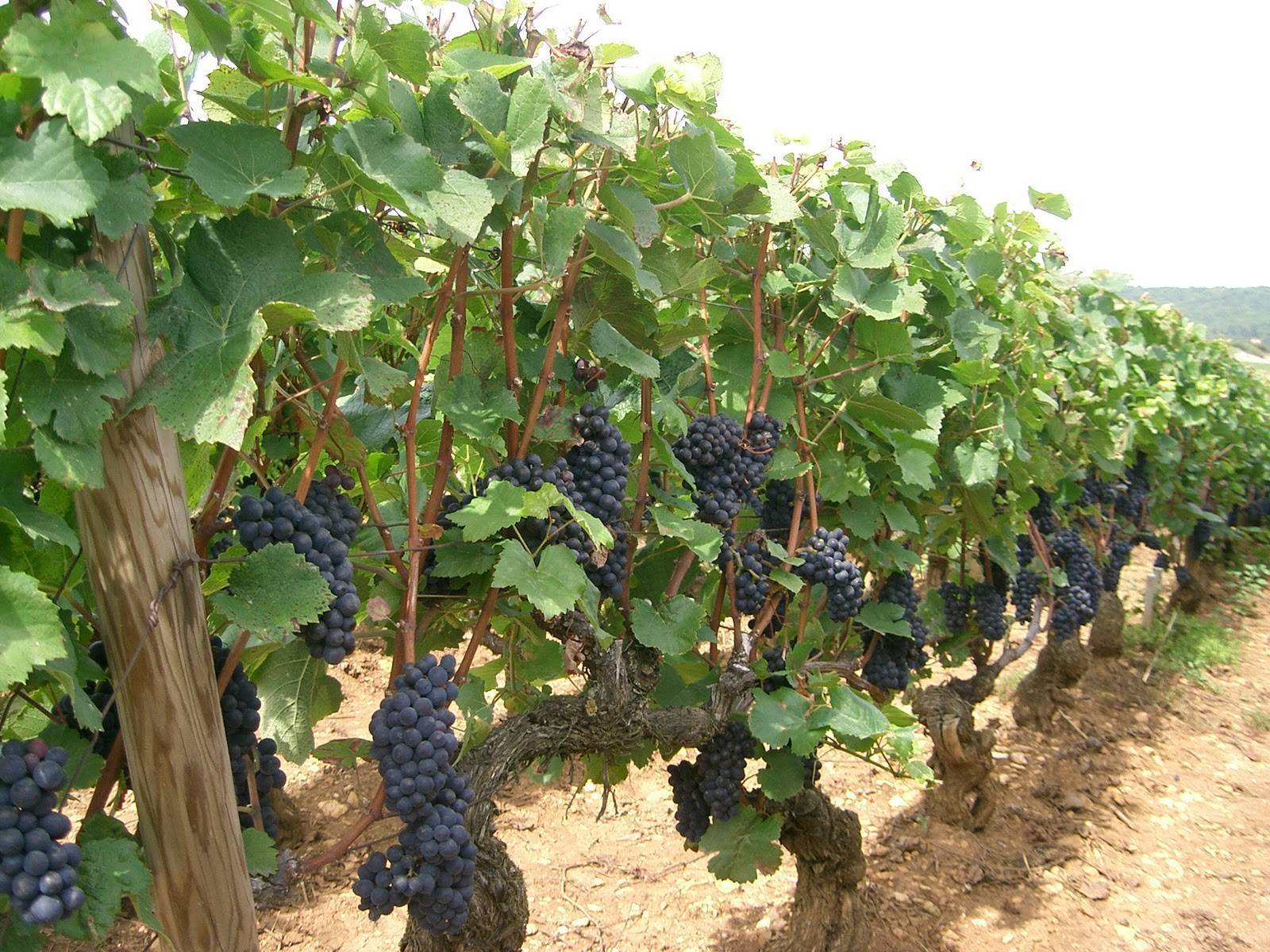 Виды и марки фунгицидов для винограда