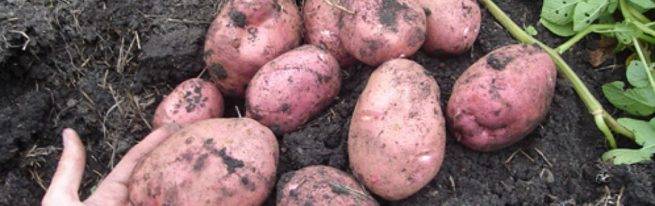 Сорт картофеля гала: характеристики, подробное описание, наглядные фото