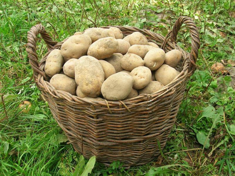 Картофель ласунок описание сорта фото