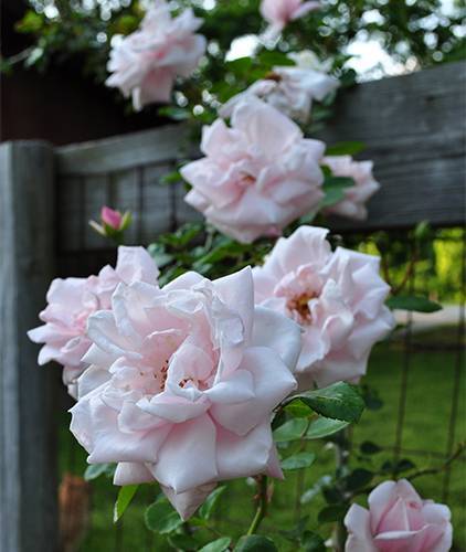 Плетистая роза нью доун: фото описание, отзывы, уход