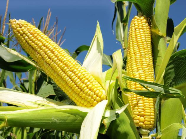 Как и когда сажать кукурузу на даче или в огороде: семенами и рассадой