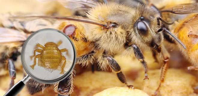 Симптомы и лечение акарапидоза пчел