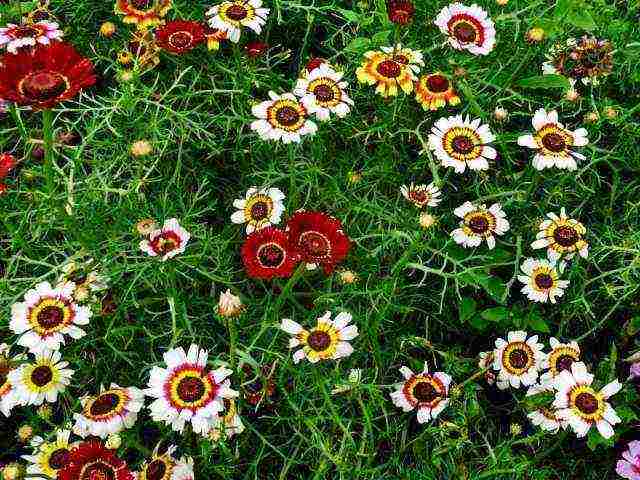 Крупноцветковые хризантемы: разновидности, советы по выращиванию и размножению