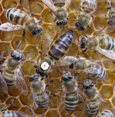 Как часто и какими способами заменять маток в пчелосемьях?