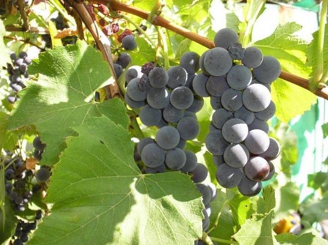 Виноград изабелла: описание сорта, фото и отзывы садоводов