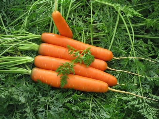 Морковь каскад описание сорта отзывы