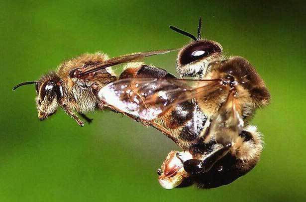 О жизни пчел: где живут, кусаются ли, как находят дорогу домой и чем питаются