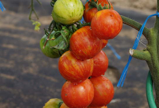 Томат первоклашка: характеристика сорта, описание, отзывы, урожайность – все о помидорках