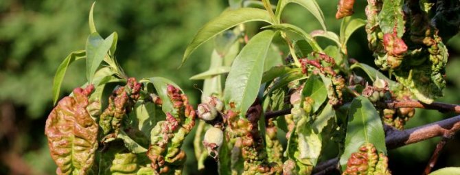 Курчавость листьев персика: меры борьбы и профилактика