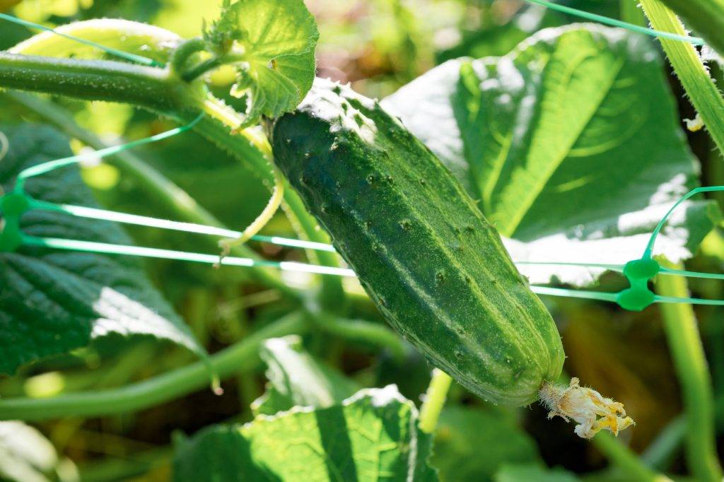 Сорт огурцов «хабар»: особенности выращивания и ухода