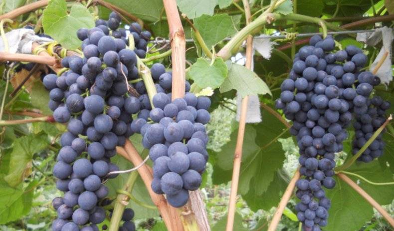 Зимостойкий виноград сорта памяти домбковской — описание, выращивание, фото