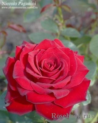 Роза флорибунда Никколо Паганини: описание сорта, фото, отзывы