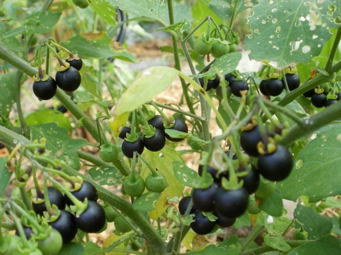 Санберри: полезные свойства и противопоказания садового паслена