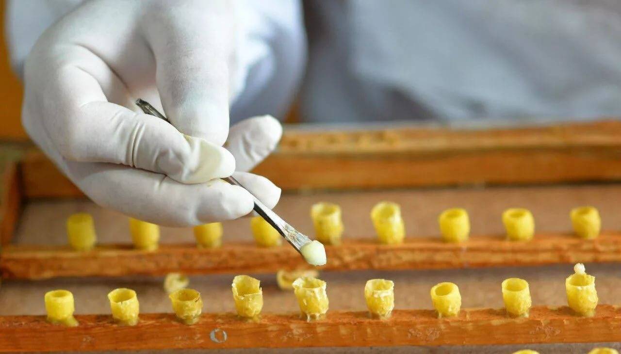 Пчелиное маточное молочко: особенности применения, от чего помогает и что лечит