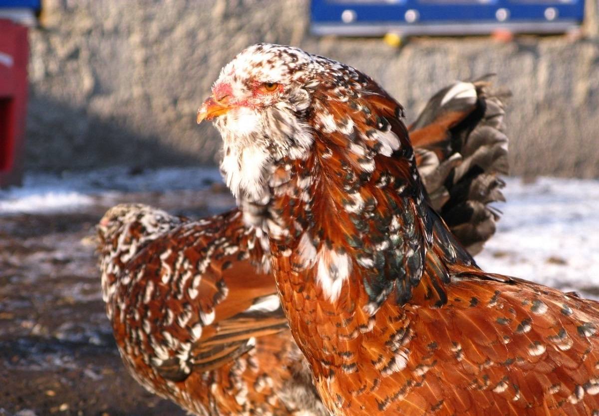 Орловская ситцевая порода кур
