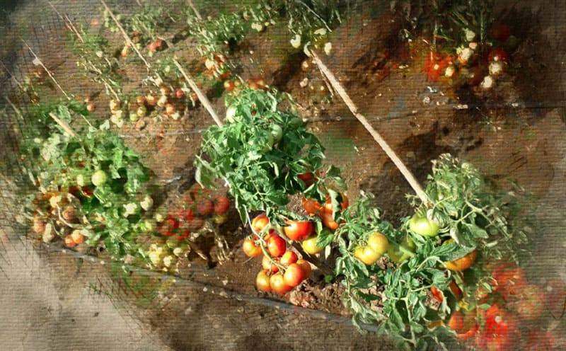Как прорастить семена помидоров: полезные советы