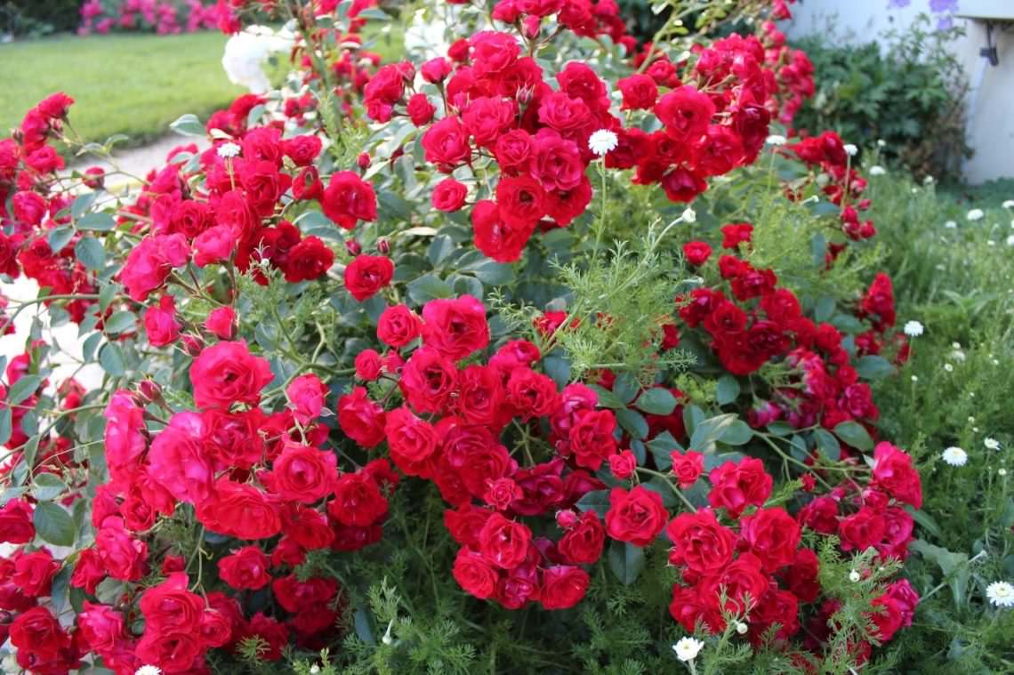 Зимостойкие сорта почвопокровных роз: сорта, правила выбора и ухода