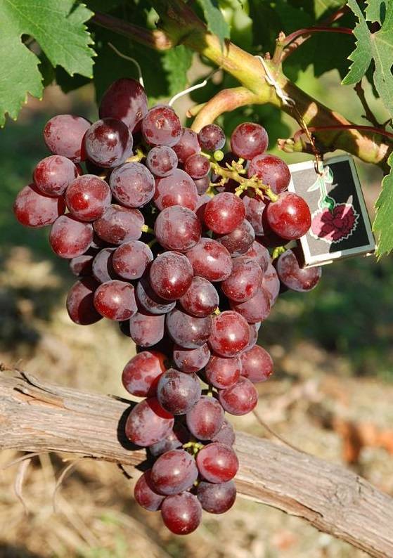 Виноград "заря несветая": описание сорта с фото, история селекции, характеристики и особенности, рекомендации по уходу