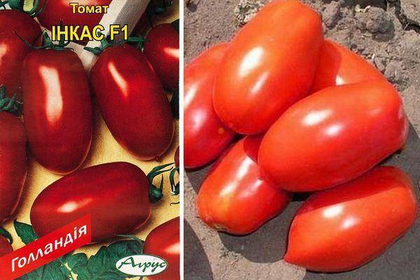 Насладитесь превосходным вкусом с томатом блиц f1 — описание сорта и его характеристики