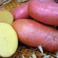 Сорт картофеля журавинка — описание, особенности, характеристики и отзывы