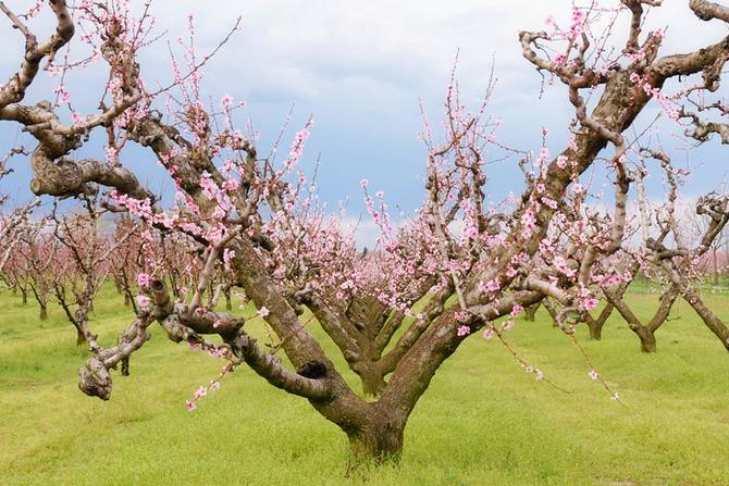 Обрезка персика весной и осенью: как и когда правильно подрезать?