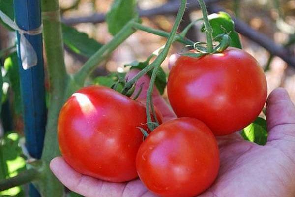 Замечательные помидоры для теплиц и парников: томат «кукла маша»