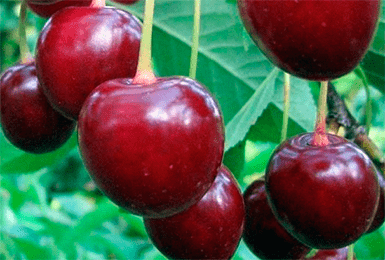 Вишня шалунья ‒ неприхотливый сорт с ягодами восхитительного вкуса