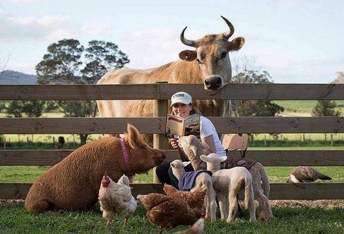 Послеродовой парез у коров: что это такое, чем лечить, как предотвратить