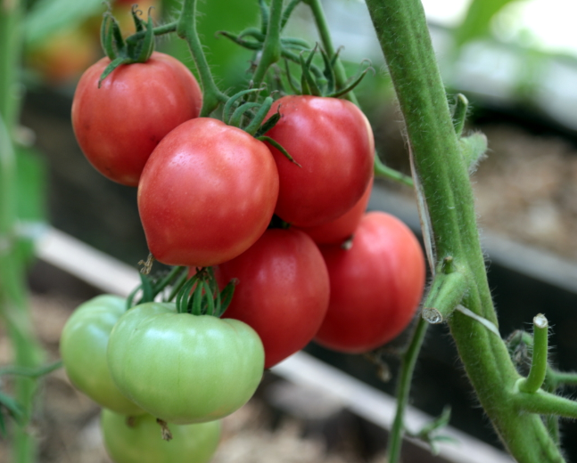 Фото, видео, отзывы, описание, характеристика, урожайность гибрида томата «розовый спам f1»