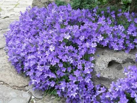 Цветок колокольчик (56 фото): персиколистный, широколистный, карпатский, выращивание из семян кампанулы садовой