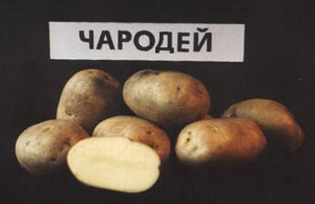 Отечественный среднепоздний картофель чародей: характеристика сорта, его описание и фото