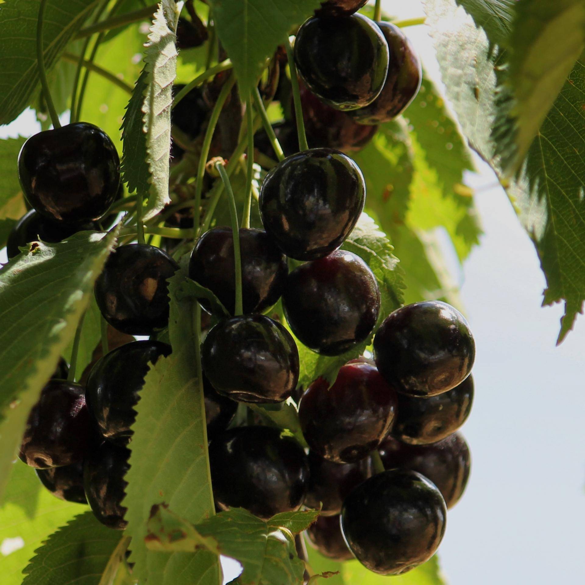 Крупноплодная вишня с превосходным вкусом — сорт черная крупная