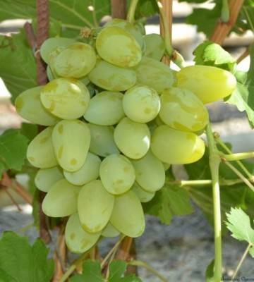Особенности сорта винограда бажена