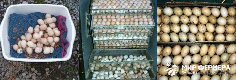 Правильная инкубация яиц цесарки: полезные советы