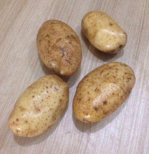 Сорт картофеля «репанка»: характеристика, урожайность, отзывы и фото