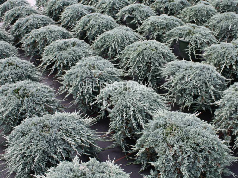 Можжевельник горизонтальный блю чип (juniperus horisontalis blue chip)