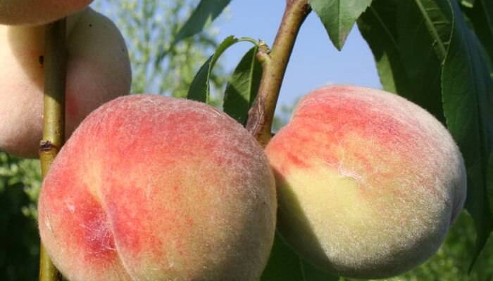Характеристика вкуснейшего американского сорта персика редхейвен