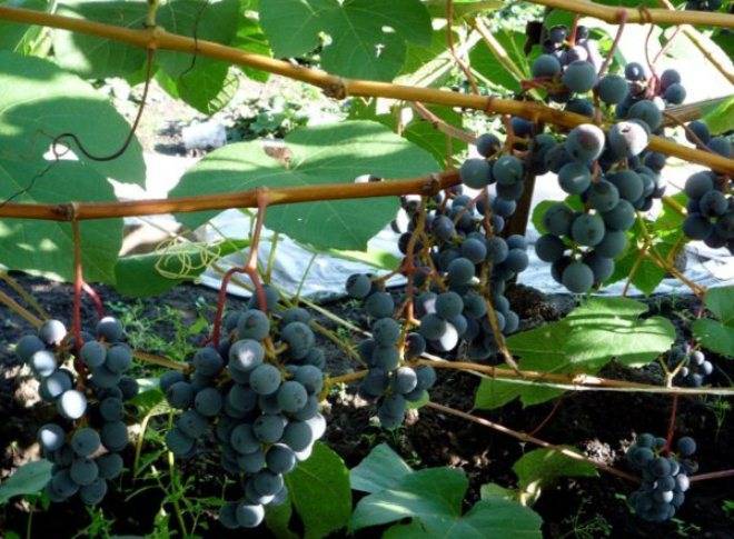 Виноград зилга: описание сорта, отзывы, посадка, достоинства, правила ухода
