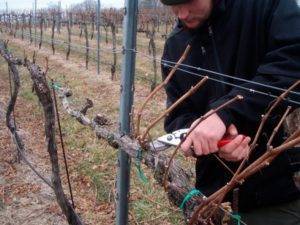 Обрезка винограда осенью: инструкции со схемами и картинками для начинающих