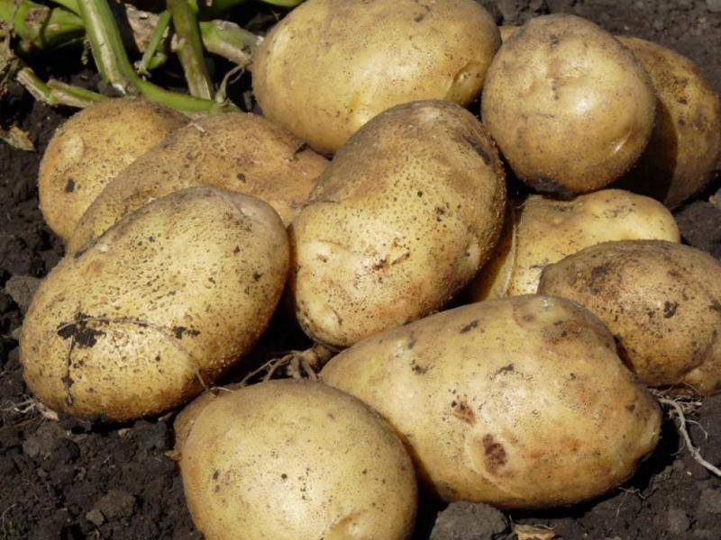 Описание сорта картофеля латона