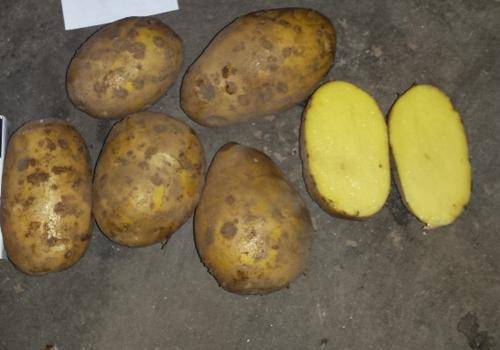 Картофель джелли: характеристика, выращивание и уход, отзывы