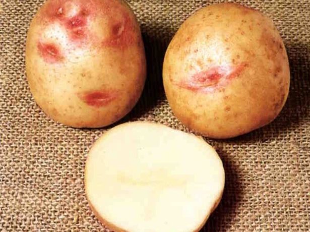 Картофель "рябинушка": описание  сорта, фото, характеристики и достоинства