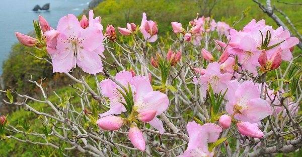 Рододендрон шлиппенбаха (27 фото): выращивание «розового дерева» из семян, его описание. правила посадки и ухода