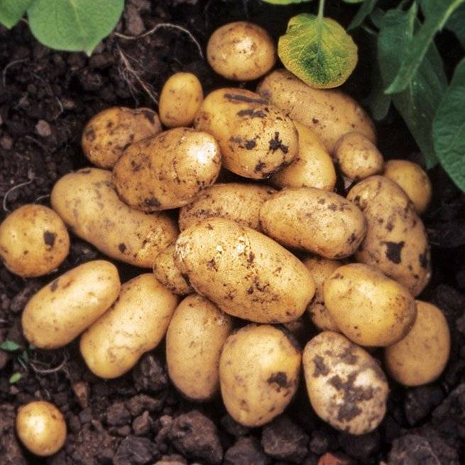 Голландская технология выращивания картофеля на даче